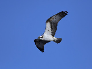 Osprey (Pandion haliaetus)