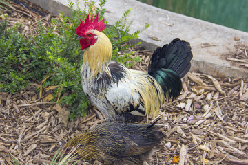 Beautiful noble multi-colored rooster and chicken pecking grains