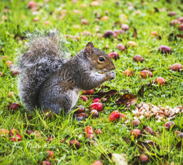 Grey Sqiirrel