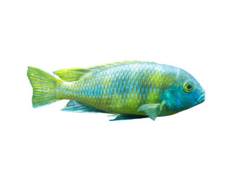 The coral reef fish on white background, isolated