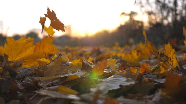 Yellow leaves falling at ground in autumn park and sun shining through it. Colorful fall season. Beautiful landscape background. Slow motion Close up Low angle of view