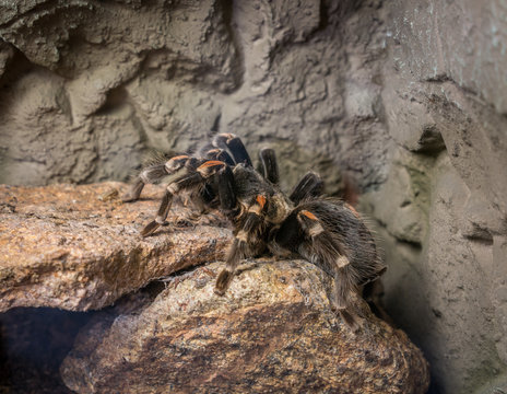 The spider tarantula sitting on a stone, macro © wlad074