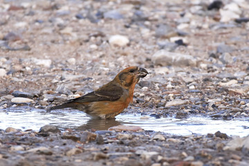 Parrot crossbill (Loxia pytyopsittacus)