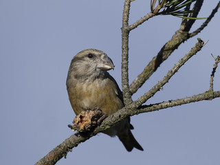 parrot crossbill (Loxia pytyopsittacus)