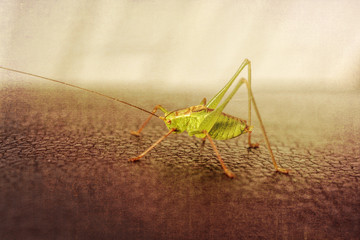 Grashopper, close-up