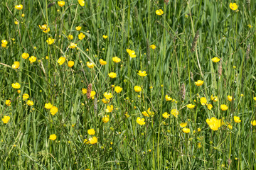 Butterblumen auf einer Wiese
