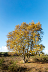 Silver birch in nature