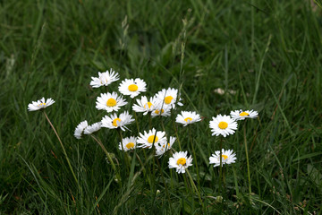 Gänseblümchen auf einer Wiese © knaufb