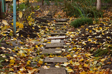 Footpath in fallen yellow leaves
