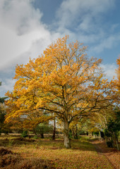 Oak tree in autumn