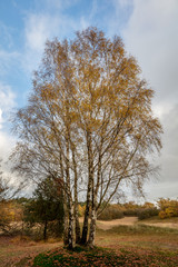 Silver birch in nature