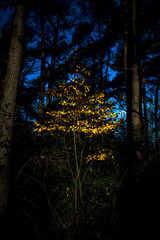 Obraz premium Autmn colors