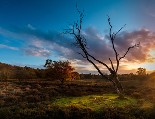 Fototapeta na wymiar Dead tree in the sunset