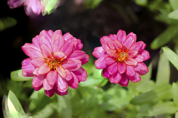 Obraz premium Close up of purple Zinnia flowers with rain water on the flowers after rain.