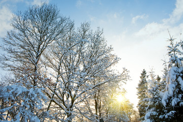Trees with snow in winter .Winter sunset landscape.