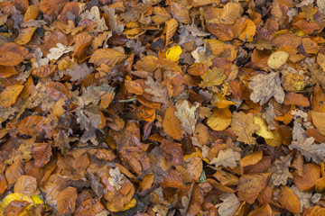 Eichen-und Buchenblätter