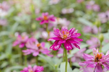 Close up of Pink Zinnia flowers with rain water on the flowers after rain.