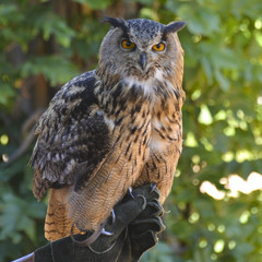 Big Owl starring directly to the camera