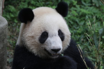 Obraz na płótnie Canvas Panda Cub in China