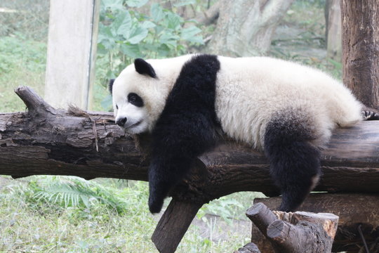 Playful Panda Cub, Chongqing,China