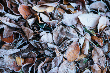 Autumn leaves background