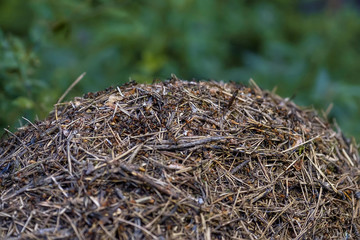 Large anthill in pine forest 2