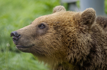 Brown bear portrait 1