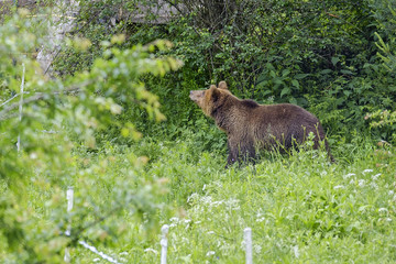 Brown bear in forest