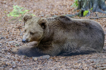 Fototapeta premium Wild bear portrait 4
