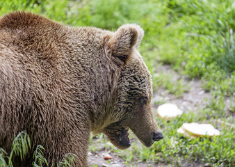 Feeding the bear in forest 2