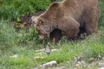 Feeding the bear in forest 5