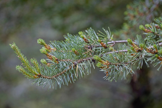 Pine branch in forest 5