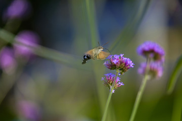 Butterfly hummingbird collects nectar from flowers 6