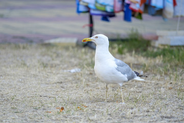 Seagull walks on the ground