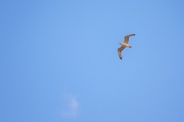 Gulls in the blue sky 2