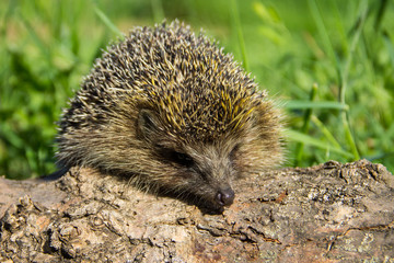 Young prickly hedgehog on the log