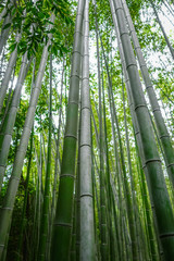 Fototapeta premium Arashiyama bamboo forest, Kyoto, Japan