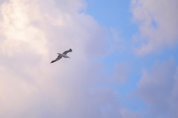 Seagull in blue sky 2