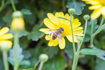 bee