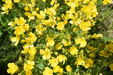 Obraz premium Detail of Flowers of Canary Buttercup. Gran Canaria.