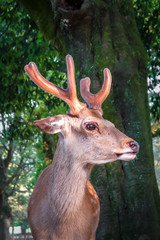 Sika deer in Nara Park forest, Japan