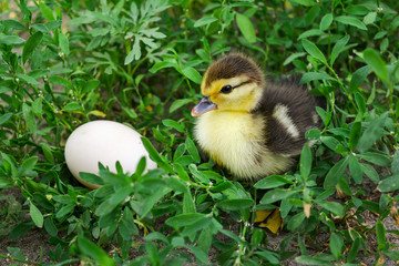 The duckling of an Indo-duck, musky duck sits in a grass near egg.