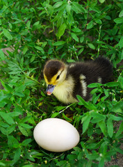 The duckling of an Indo-duck, musky duck sits in a grass near egg.