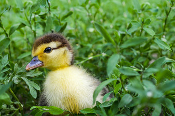 Duckling of a musky duck, Indo-duck on walk in a grass.