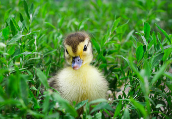 Duckling of a musky duck, Indo-duck on walk in a grass.