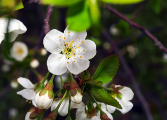 The blossoming cherry - white petals.
