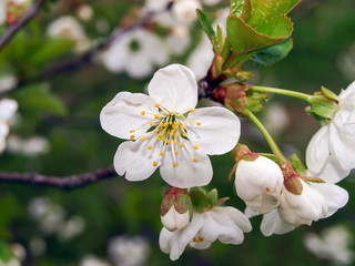 The blossoming cherry - white petals.