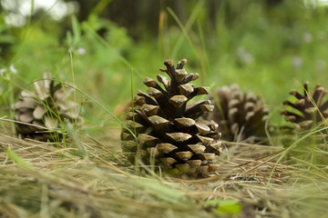 Naklejka na ściany i meble Pine cones in the wood, lie on a surface a moss and sand, several pieces, coniferous needles are scattered on all area.