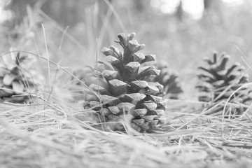 Pine cones lie on the ground - a black and white photo.