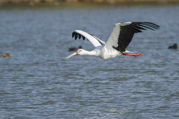 The beauty of the Oriental White Stork